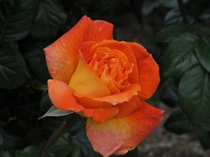 Саженец розы Луи де-Фюнес (Louis-de-Funes)