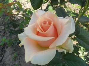 Саженец розы Примадонна (Prima Donna)