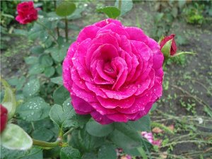 Саженец розы Юриандра (Yrianda)