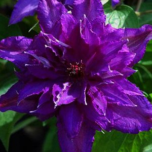 Клематис Цветки фиолетовые, махровые, крупные (до 20 см в диаметре). Цветет махровыми цветками в мае – июне и повторно в августе – сентябре.  Очень крупные цветки темно-лилово-фиолетовые, к окончанию 