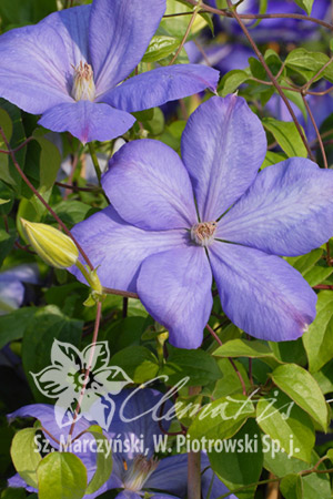 Клематис Исключительно долго и обильноцветущий сорт. Цветки крупные, светло-лавандово-голубые с лиловым оттенком, временами полумахровые, тычинки светло-коричневые. Слабообрезанный весной (обрезка 2) 