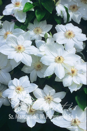 Клематис Обильноцветущий сорт с белыми цветками и кофейными тычинками. На прошлогодних побегах в VI появляются полумахровые цветки, на побегах этого года в VII-VIII – одиночные цветки. Умереннорастущи