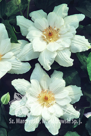 Клематис Обильноцветущий сорт с белыми цветками и кофейными тычинками. На прошлогодних побегах в VI появляются полумахровые цветки, на побегах этого года в VII-VIII – одиночные цветки. Умереннорастущи