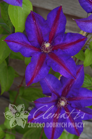 Клематис Яркие двуцветные цветки имеют голубые лепестки с бархатисто-красной полоской посередине и красные тычинки. Цветёт в мае - июне и повторно в сентябре. Используется для посадки между кустарника
