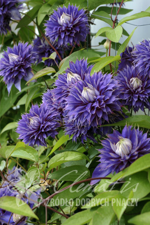 Клематис Устойчивый низкий сорт с всегда махровыми или полумахровыми фиолетово-синими цветками. В пределах сорта существует сильная изменчивость, приводящая к различному виду цветков. Цветёт с мая по 