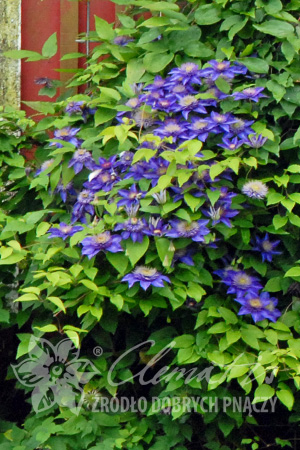 Клематис Устойчивый низкий сорт с всегда махровыми или полумахровыми фиолетово-синими цветками. В пределах сорта существует сильная изменчивость, приводящая к различному виду цветков. Цветёт с мая по 