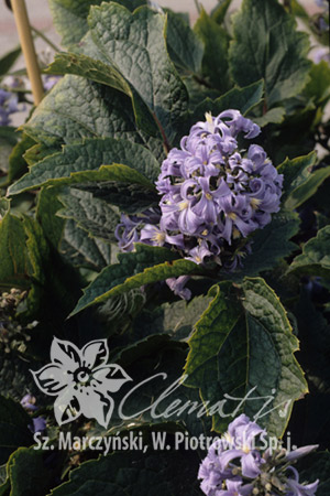Клематис Травянистый сорт с прямыми побегами. Цветки фиолетово-голубые, с 4 удивительными, вывернутыми лепестками гиацинтовой формы, посаженные пучками в уголках листьев, ароматные. Цветёт в VII-IX. К