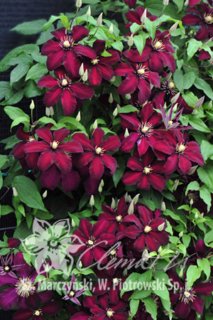 Клематис Один из популярнейших в мире сортов с тёмно-красными (почти чёрными в начале цветения) цветками с жёлтыми тычинками. Обильноцветущий в июне, и повторно, но слабее в августе-сентябре. Выведен 