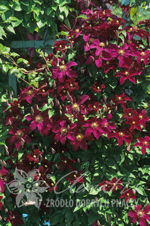 Клематис Один из популярнейших в мире сортов с тёмно-красными (почти чёрными в начале цветения) цветками с жёлтыми тычинками. Обильноцветущий в июне, и повторно, но слабее в августе-сентябре. Выведен 