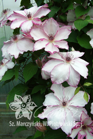 Клематис Японский сорт с белыми или светло-розовыми цветками с розовыми или розово-пурпурными краями лепестков. Цветки диаметром около 16 см, с 6-8 лепестками, розовыми с нижней стороны. Тычинки с фио