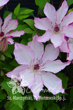 Клематис Японский сорт с белыми или светло-розовыми цветками с розовыми или розово-пурпурными краями лепестков. Цветки диаметром около 16 см, с 6-8 лепестками, розовыми с нижней стороны. Тычинки с фио