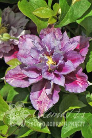 Клематис Обильноцветущий эстонский сорт, компактный. Цветки лилово-розовые, с тёмно-розовой полоской посередине у основания лепестков, и красивыми жёлтыми тычинками. На прошлогодних побегах в июне поя