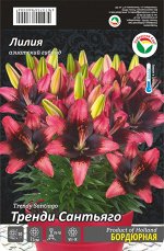 Лилия Тренди Сантьяго (Азиатский гибрид) 12/14 5шт (Сиб сад)