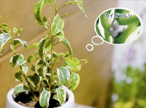 Sumitomo My Plants - двухкомпонентное средство для защиты растений от насекомых