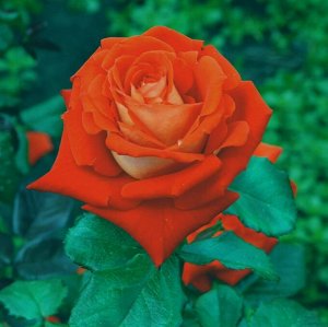 Роза чайно-гибридная Верано