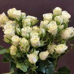 Роза Спрей Сноу Флейк