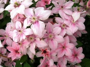 Клематис Крупноцветковый поздний сорт. Цветки нежно-розовые с более насыщенными розовыми продольными полосками посередине лепестков, которые исчезают к концу цветения. Диаметр цветка от 10 до 15 см., 