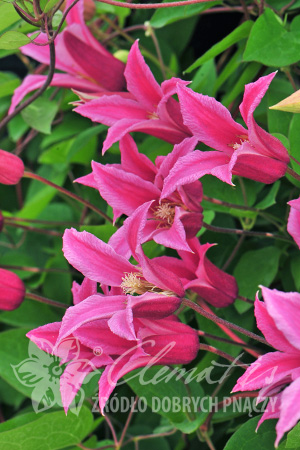 Клематис Очень оригинальные, тюльпановидные, пламенно-розовые цветки с июля по август. Осенью и зимой украшен декоративными соплодиями. Используется для посадки у беседок, пергол, различных садовых оп