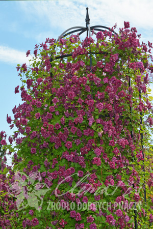 Клематис Прекрасная среднерослая лиана. Летом покрыта массой махровых, живописных бордовых цветков в стиле ретро. Цветёт с июня по сентябрь. Дорастает до 3 м. Нуждается в хорошем освещении, но довольс