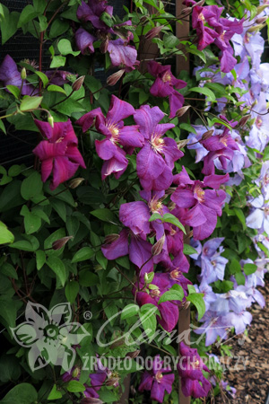 Клематис Эстонский сорт с красно-пурпурными цветками с тёмной полосой посередине лепестка и красивой текстурой. Цветки диаметром около 13 cм, сложены из 6 овальных лепестков. Тычинки с кремово-коричне