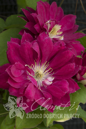 Клематис Японский сорт с красными махровыми и полумахровыми цветками диаметром 10-14 см. Чашелистики неправильной формы, широко-ланцетообразные, c волнистыми краями, остро заканчивающиеся, светло-крас