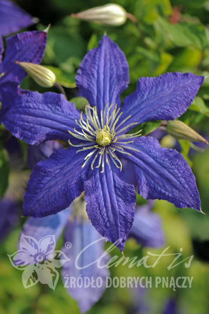 Клематис Привлекает внимание красивыми, яркими сапфирово-голубыми цветками и жёлтыми тычинками посередине. Долго и обильно цветёт с июня по сентябрь. Рост компактный. Особенно хорош для выращивания в 