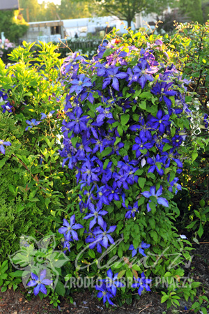 Клематис Привлекает внимание красивыми, яркими сапфирово-голубыми цветками и жёлтыми тычинками посередине. Долго и обильно цветёт с июня по сентябрь. Рост компактный. Особенно хорош для выращивания в 