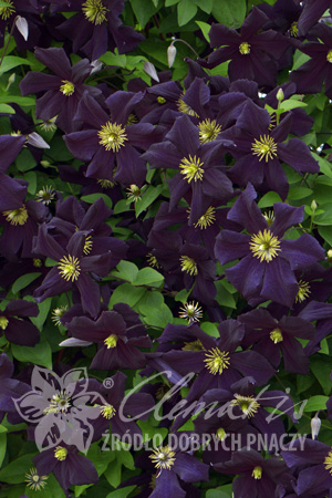 Клематис Эстонский сорт с очень тёмными, фиолетовыми, почти чёрными цветками. Их заполняют светло-розовые тычинки. Нуждается в сильной обрезке. Поражается мучнистой росой. Особенно красиво выглядит по