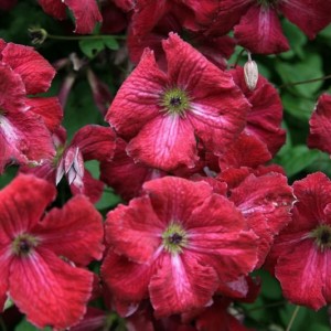 Клематис Относится к группе Витицелла.
Маленькие, колокольчатые, красно-малиновые цветки с бархатистым блеском, временами с белым основанием по центру лепестков. Пыльники коричнево-пурпурные.

Диаметр