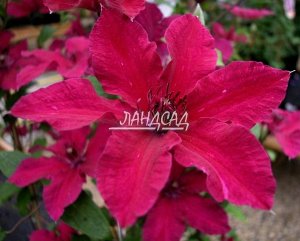 Клематис Крупные и очень крупные звездообразной формы свекольно-красные цветки с более яркими краями лепестков. Пыльники коричневые на пурпурных тычиночных нитях. В переводе означает 'рыцарь'.

Диамет