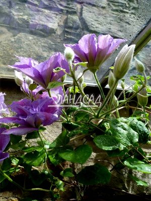 Клематис Крупные цветки лавандово-голубые с лилово-розовой серединкой.

Диаметр цветка от 12 до 14 см., образует от 6 до 8 чашелистиков, лепестки широкоэллиптической формы, налегающие друг на друга, с