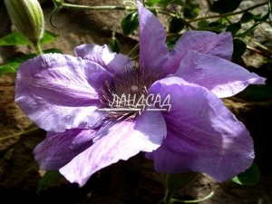 Клематис Крупные цветки лавандово-голубые с лилово-розовой серединкой.

Диаметр цветка от 12 до 14 см., образует от 6 до 8 чашелистиков, лепестки широкоэллиптической формы, налегающие друг на друга, с