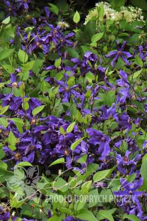 Клематис Многолетник с фиолетово-голубыми, открытыми цветками. Лепестки узкие, закручены, с тёмно-фиолетовой полоской посередине. Тычинки состоят из фиолетово-белых нитей и пурпурно-фиолетовых пыльник