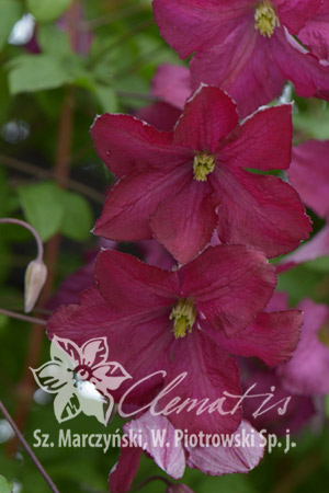 Клематис Шведский сорт с темно-розовыми открытыми цветками диаметром 5-8 см с четырьмя-шестью слегка изогнутыми, свободно уложенными чашелистиками. Цветки выглядят более светлыми, благодаря зеленовато