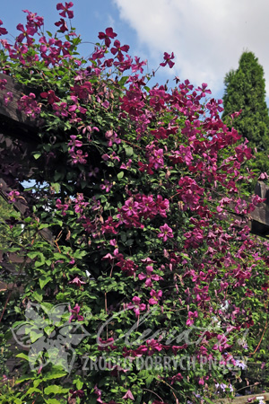 Клематис Шведский сорт с темно-розовыми открытыми цветками диаметром 5-8 см с четырьмя-шестью слегка изогнутыми, свободно уложенными чашелистиками. Цветки выглядят более светлыми, благодаря зеленовато