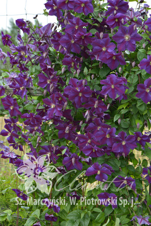 Клематис Очень сильнорастущий, устойчивый сорт. Цветки фиолетово-пурпурные, с бежевыми тычинками. Цветёт обильно с июня по сентябрь, но цветки завязываются на высоте 1,5 – 3 м, поэтому особенно подход