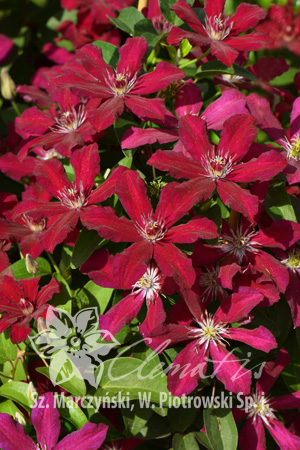 Клематис Яркие цветки диаметром 8-10 см с 6 звездообраздно уложенными пурпурно-красными чашелистиками с более светлой полоской посередине. Тычинки с кремовыми нитками и пурпурно-красными пыльниками. Ц