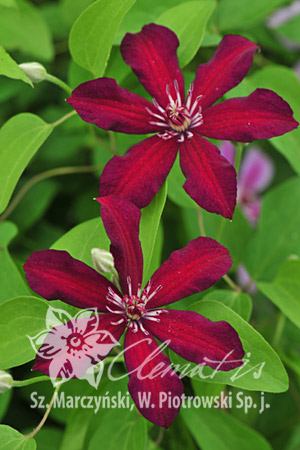 Клематис Яркие цветки диаметром 8-10 см с 6 звездообраздно уложенными пурпурно-красными чашелистиками с более светлой полоской посередине. Тычинки с кремовыми нитками и пурпурно-красными пыльниками. Ц