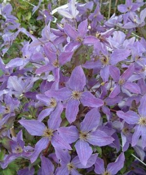 Клематис Крупные цветки, очень обильное продолжительное цветение.

Цветки крупные(8см) , с уникальной насыщенной сине-фиолетово-пурпурной окраской.
Золотистые тычинки.
Цветки -звездообразные, очень на