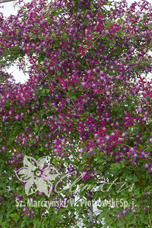 Клематис Польский сорт выведен Щепаном Марчинским, введен в продажу в 2011 г. Цветки интенсивно, приятно пахнучие, пурпуровые, маленькие (диаметр 3-4,5 см). Обильно цветет июнь-август, продолжает скуд