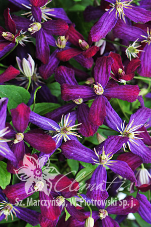 Клематис Польский сорт выведен Щепаном Марчинским, введен в продажу в 2011 г. Цветки интенсивно, приятно пахнучие, пурпуровые, маленькие (диаметр 3-4,5 см). Обильно цветет июнь-август, продолжает скуд
