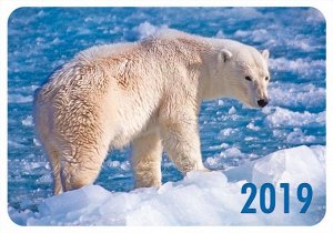 Карманный календарь 2019 с глиттером "Дикие животные"