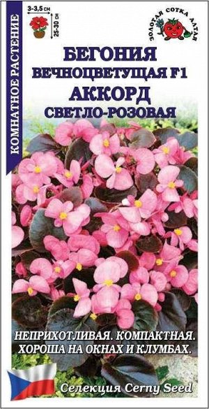 Цветы Бегония вечноцветущая F1 Аккорд Светло-Розовая ЦВ/П (СОТКА) 10шт комнатное 25-30см