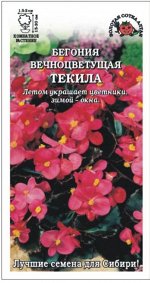 Цветы Бегония вечноцветущая F1 Текила ЦВ/П (СОТКА) 5шт комнатное 15-20см