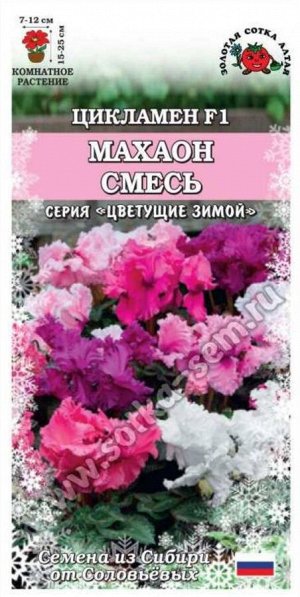 Цветы Цикламен Махаон Смесь ЦВ/П (СОТКА) 3шт комнатное 15-25см