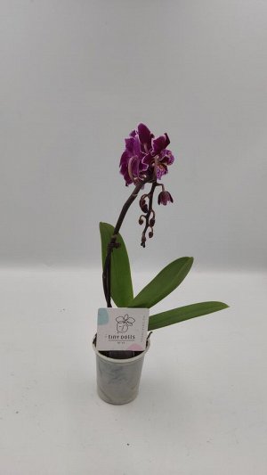 Фаленопсис, орхидея мини