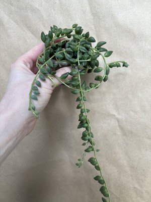 Крестовник Геррейна Гигант