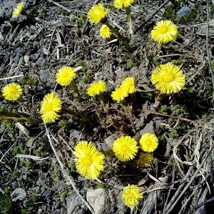 Мать-и-мачеха (лист). При насморке, кашле и простуде. Содержит инулин