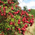 Боярышник Арнольда (обыкновенный)