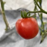 Комплекты для выращивания томатов